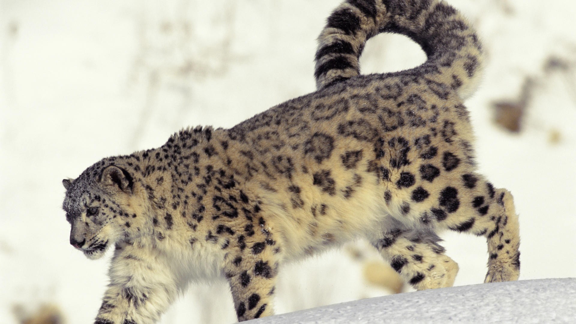 leopardo de las nieves nieve frío