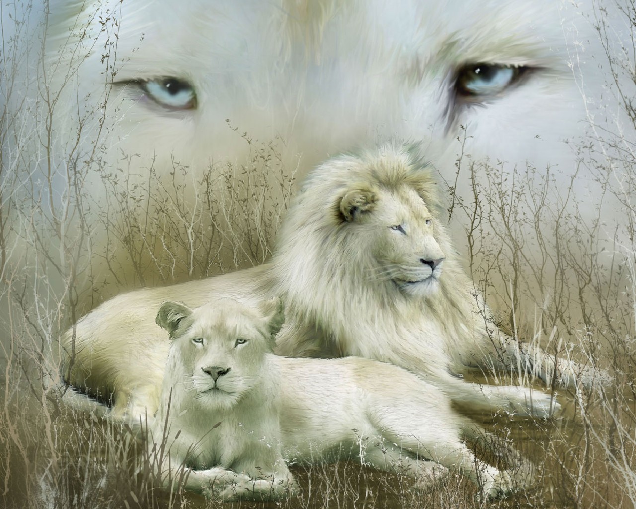 lions blancs famille couple vacances regard