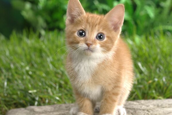 A red-haired kitten is sitting in the grass