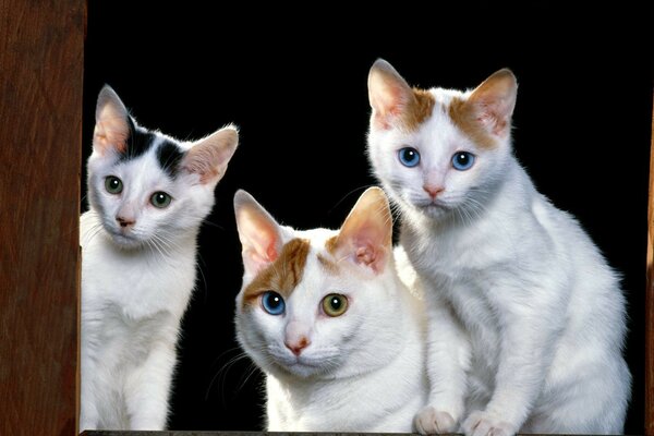 Three cats stare with their eyes