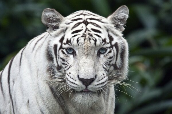 A tiger with a rare white color