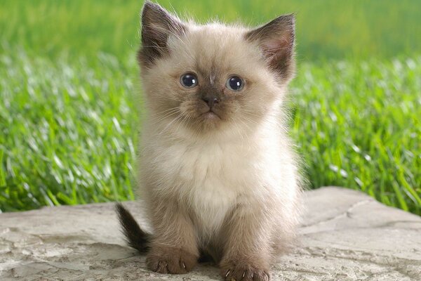 Fluffy purebred kitten among the grass