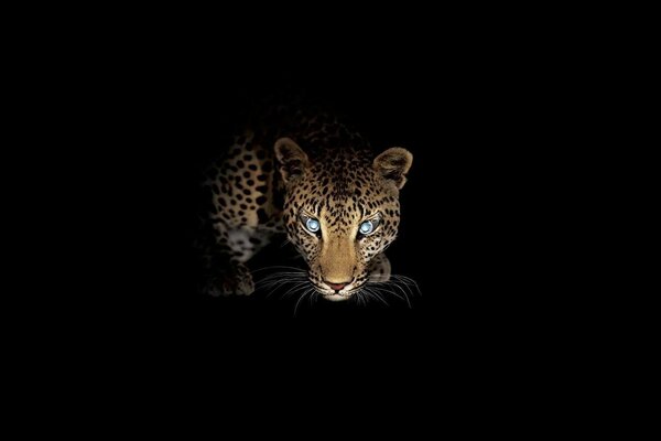 Leopardo depredador va a la caza nocturna