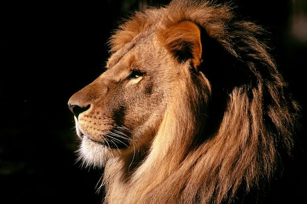 A lion s head with a luxurious mane in the dark