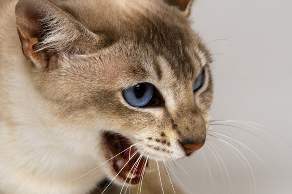 Gatto dagli occhi azzurri con uno sguardo meraviglioso