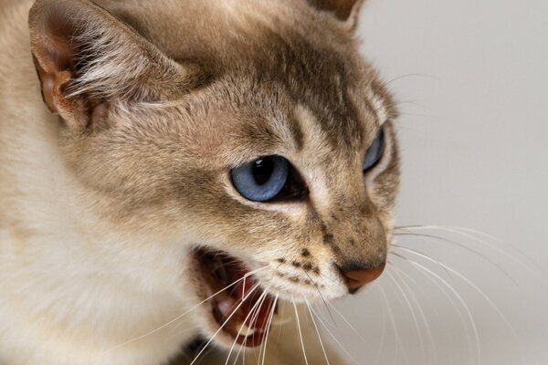 Голубоглазая кошка с прекрасный взглядом