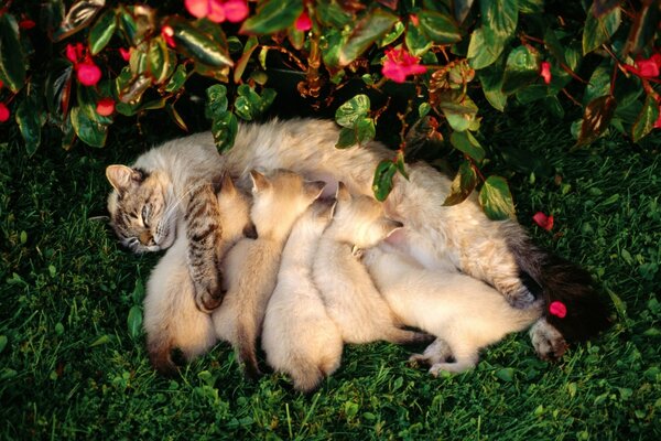 Nourrir un chat dans la nature avec des chatons