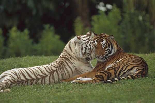 Wilde Raubtiere Tiger umarmen sich auf dem Rasen