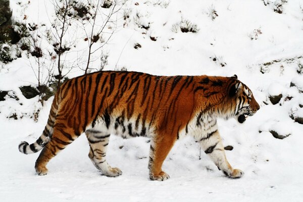 Tiger s walk through the snow-covered taiga