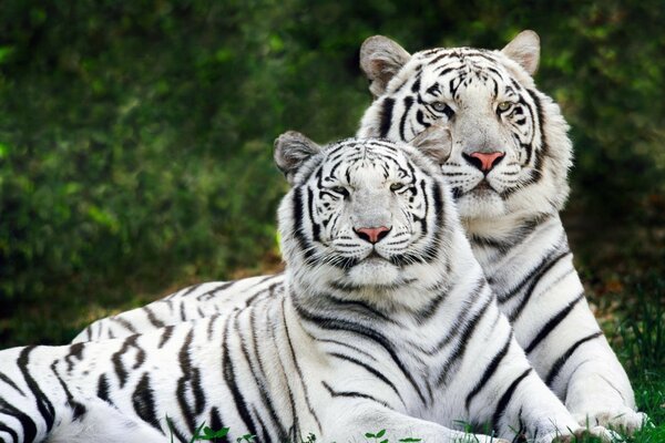Пара прекрасный белых тигров