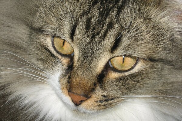 Graue Katze mit orangefarbenen Augen