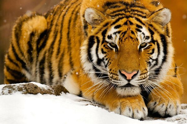 Einschlafender Tiger im Winter im Schnee