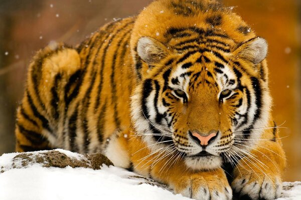 El tigre yace en la nieve blanca