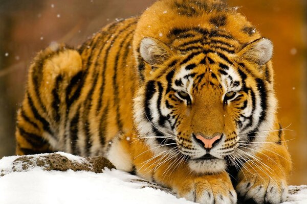La tigre giace sulla neve bianca