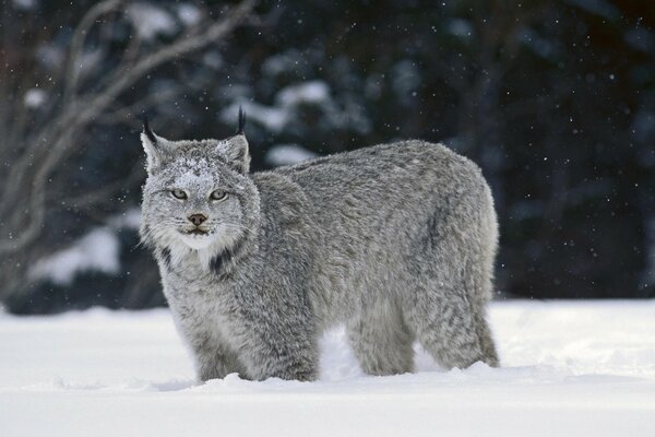 Luchs schleicht sich durch den weißen Schnee