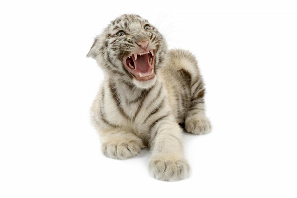 The grin of the white Bengal tiger