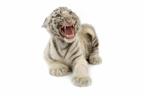 Sorriso della tigre bianca del Bengala