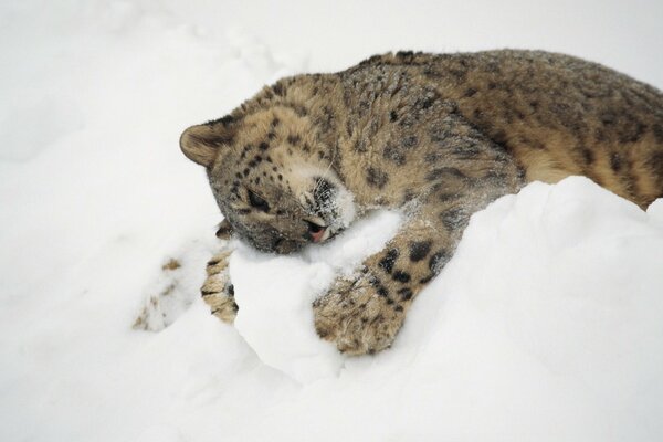 Schneeleopard im Schnee