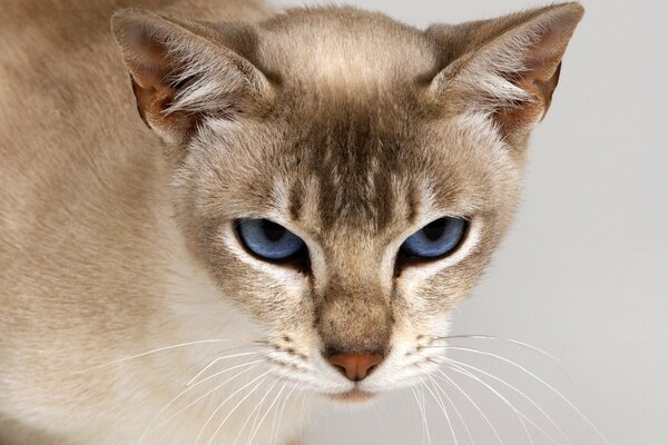 Lo sguardo degli occhi blu di un gatto purosangue