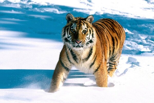 Anmutiger Tiger in den schneebedeckten Feldern