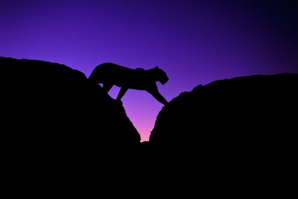 Silhouette de léopard parmi les pierres