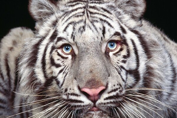 Photo of a white tiger with yellow-blue eyes