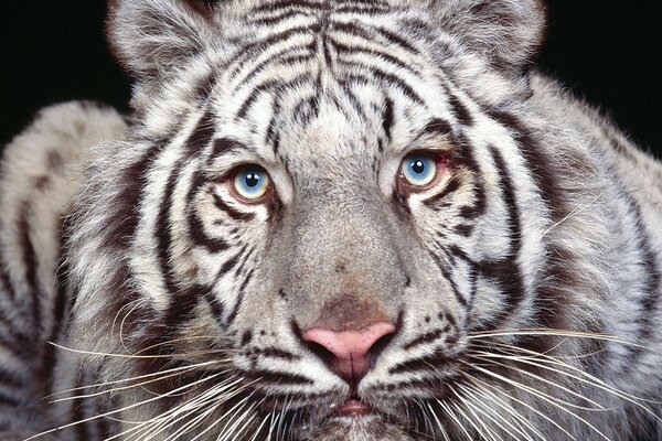 Foto di una tigre bianca con gli occhi giallo-blu