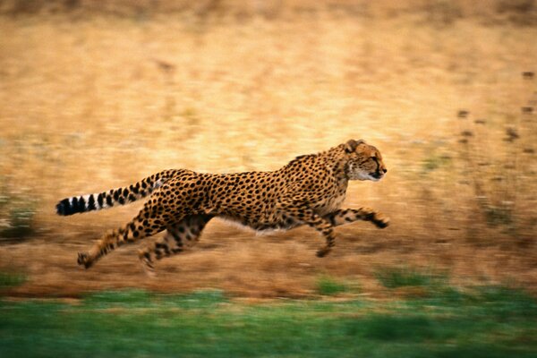 Der Gepard läuft sehr schnell