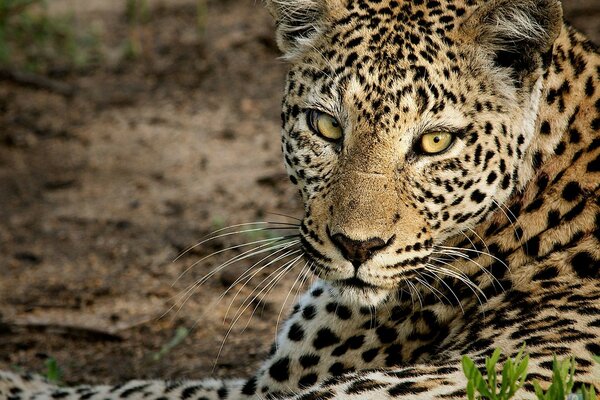 La mirada penetrante de los ojos verdes del leopardo