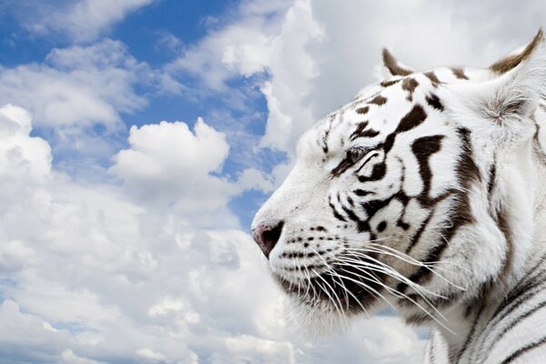 Tigre blanco contra el cielo azul