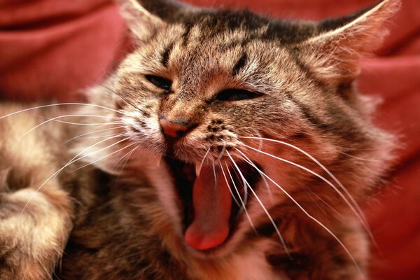 Gato con bigote largo bostezó ampliamente