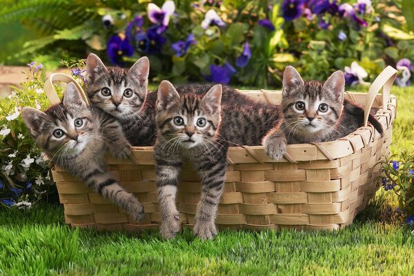 Four kittens in a basket on the green grass