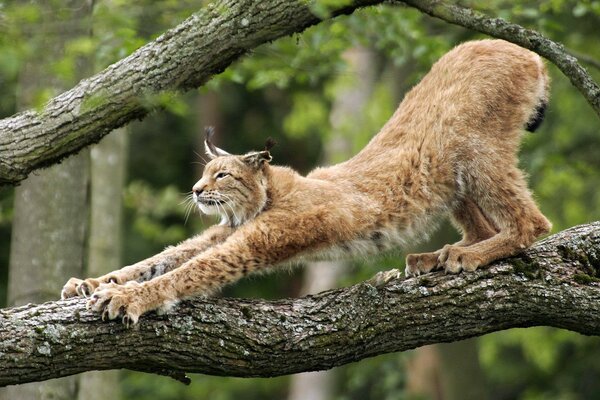 Lynx sharpens claws on a tree