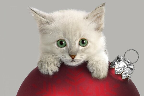 A white kitten with green eyes on a red Christmas ball