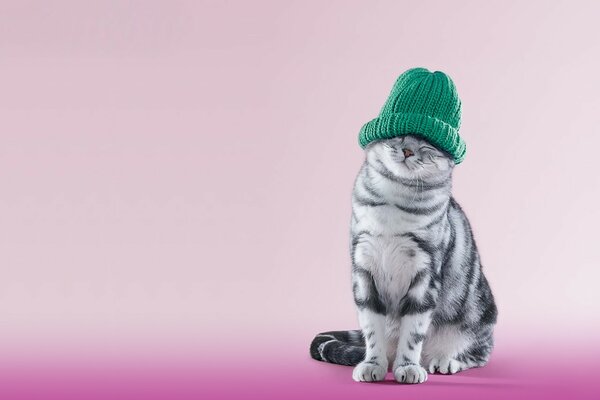 Gato gris con sombrero verde