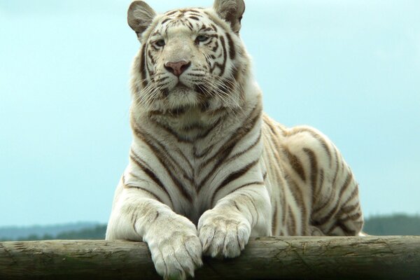 Repos serein du tigre blanc