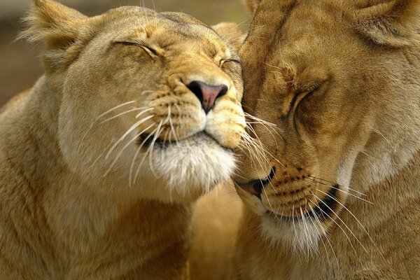 Un couple de lions amoureux se dégourdir les uns les autres