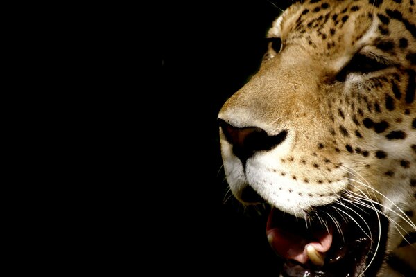 Hocico de leopardo con boca abierta