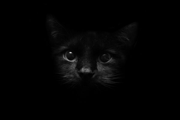 The surprised kitten looks out of the darkness