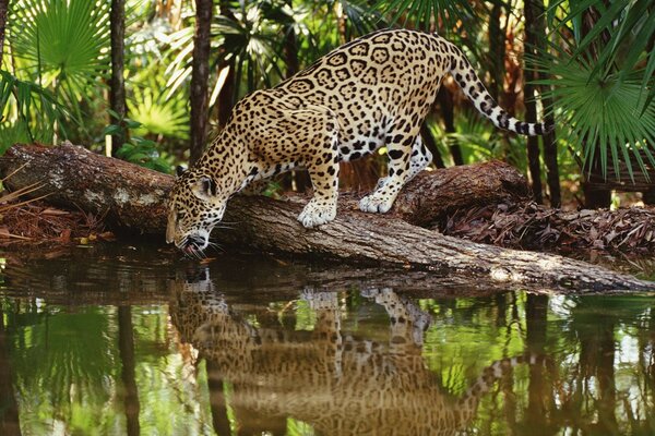 Jaguar at a watering hole in the wild