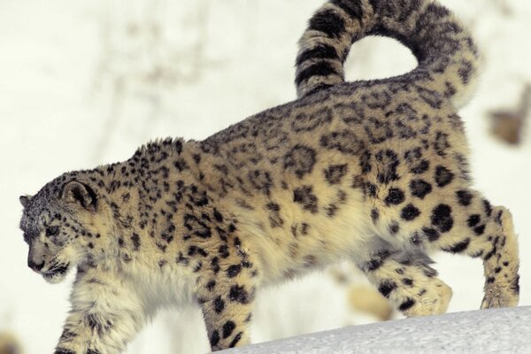 Le léopard des neiges sauvage marche fièrement dans la neige