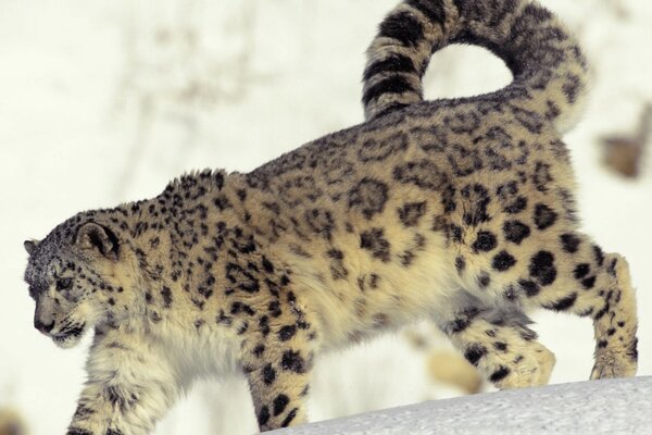 Leopardo delle nevi selvaggio che cammina con orgoglio nella neve