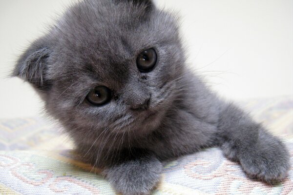 Fold chaton avec un regard doux