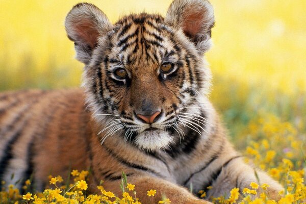 A little lion cub lies in yellow flowers
