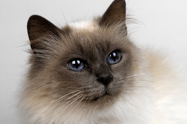 Magnifique regard de chat fumé