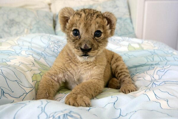 Petit lionceau couché sur le lit