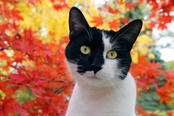 The spotted muzzle of our cat