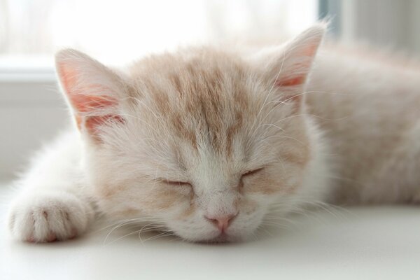 A kitten sleeping on the windowsill