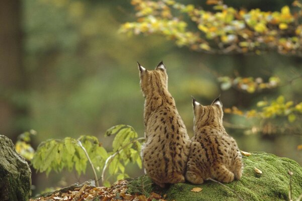 Deux Lynx chassent dans la forêt