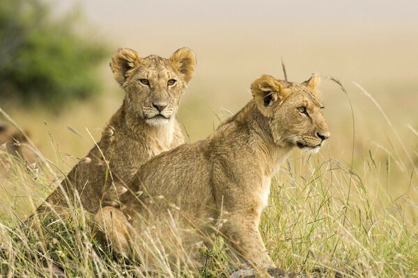 Lion cubs on the prairies of their native shroud